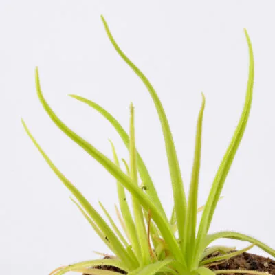 Medusina-x-Monctezumae-DSC_0387 Medusina x Monctezumae