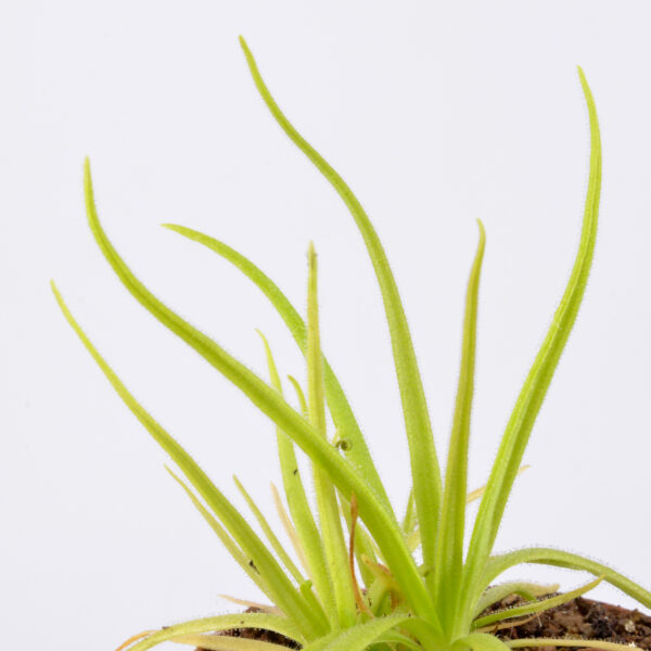 Medusina x Monctezumae