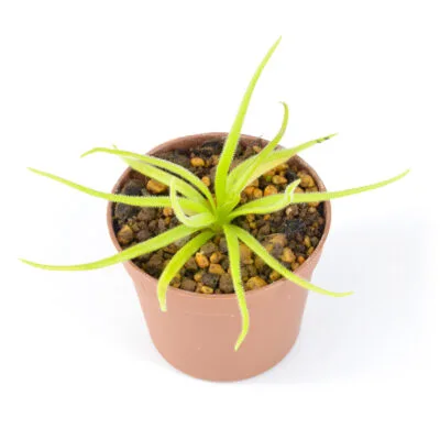 Medusina x Monctezumae