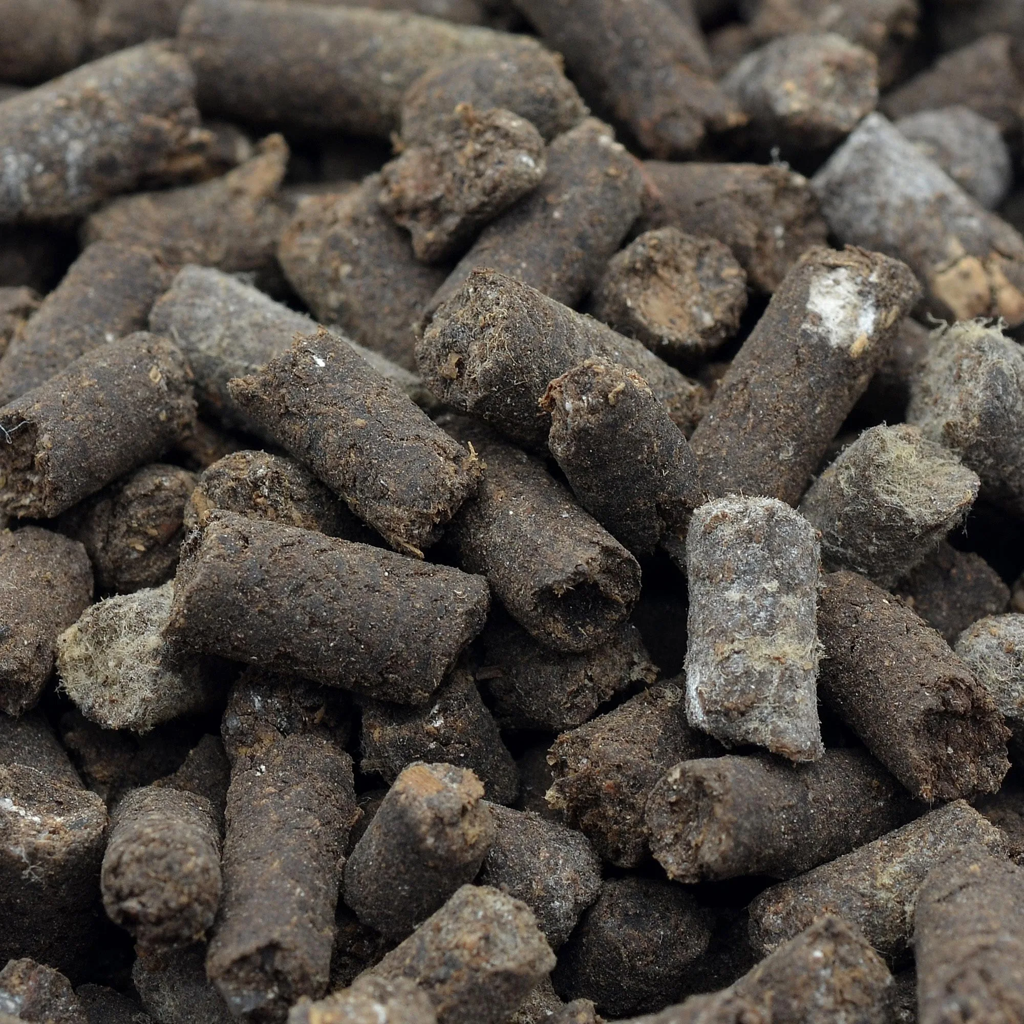 Inoculum granulaire de champignons mycorhiziens avec Trichoderma – Image 2