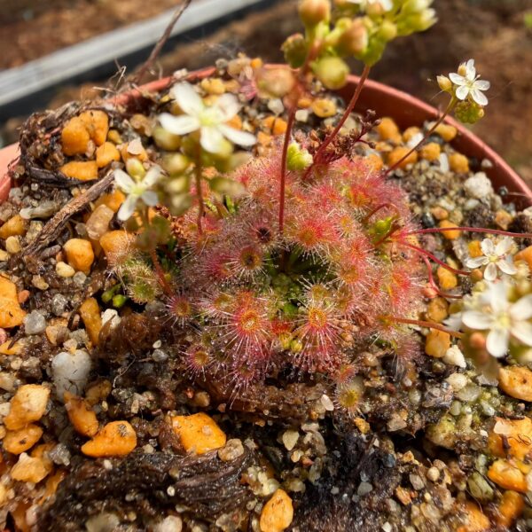 DS3206 macrantha red