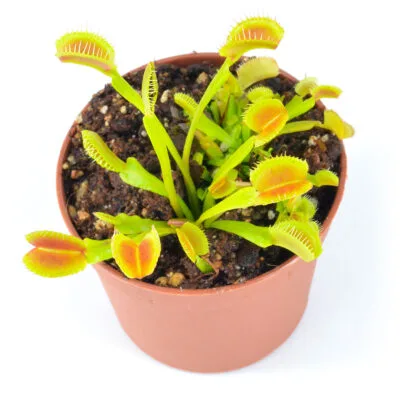 Dionaea muscipula "Microdent Melody"