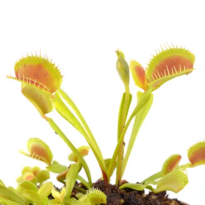 Dionaea muscipula "Microdent Melody"