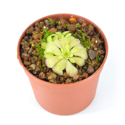 mirandae DSC_0184 mirandae "Red Leaves"