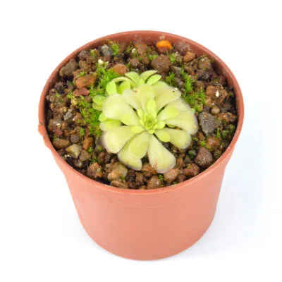 mirandae “Red Leaves” DSC_0184 mirandae "Red Leaves"