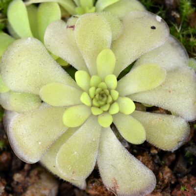 mirandae "Red Leaves"