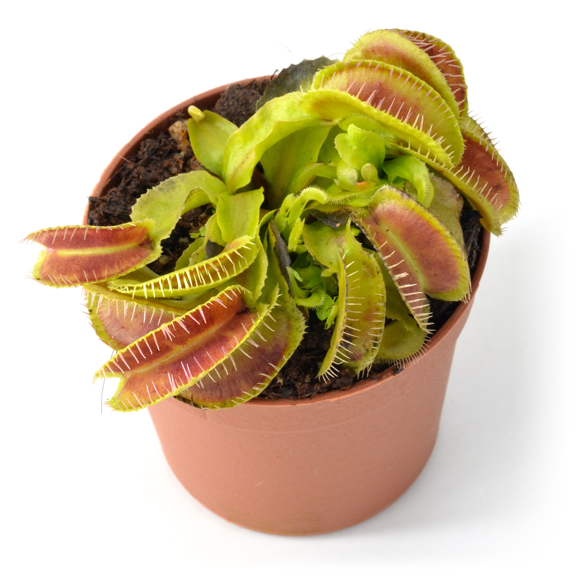 Dionaea muscipula "Moquette" (Alien Form)
