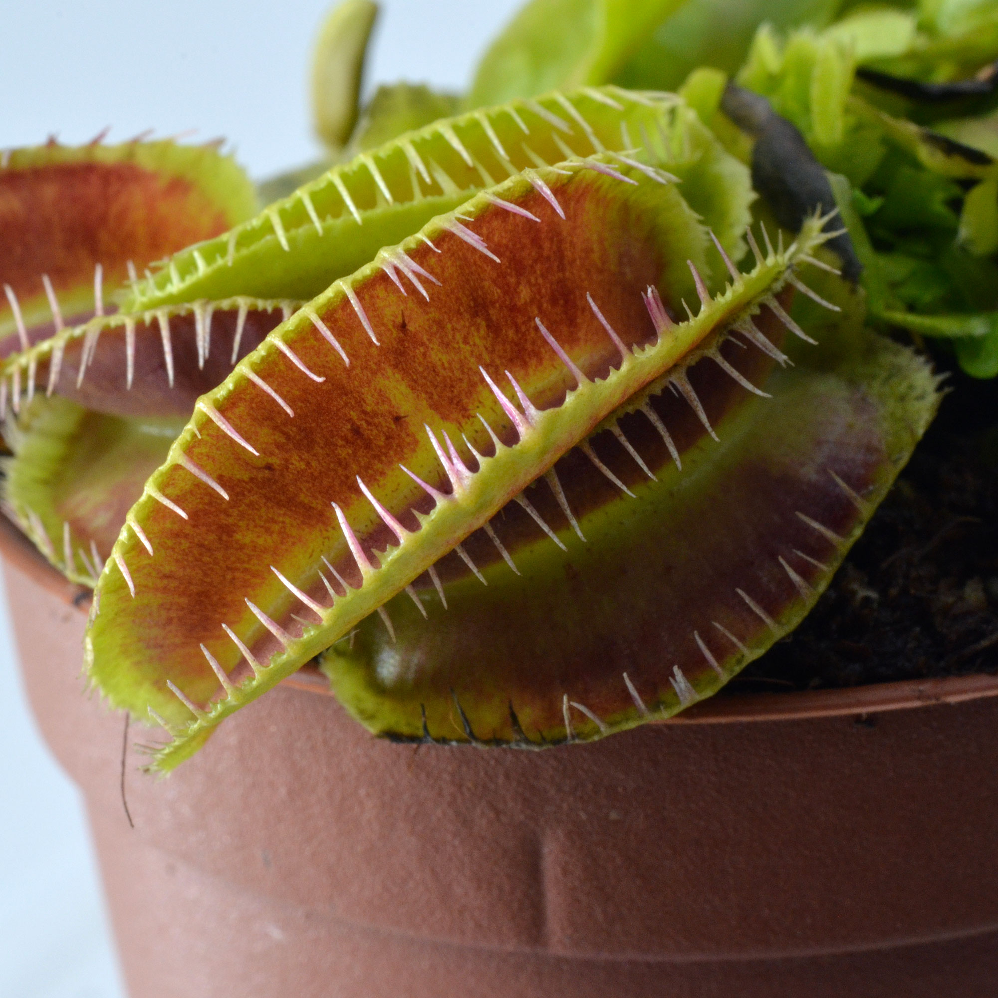 Dionaea muscipula "Moquette" (Alien Form)