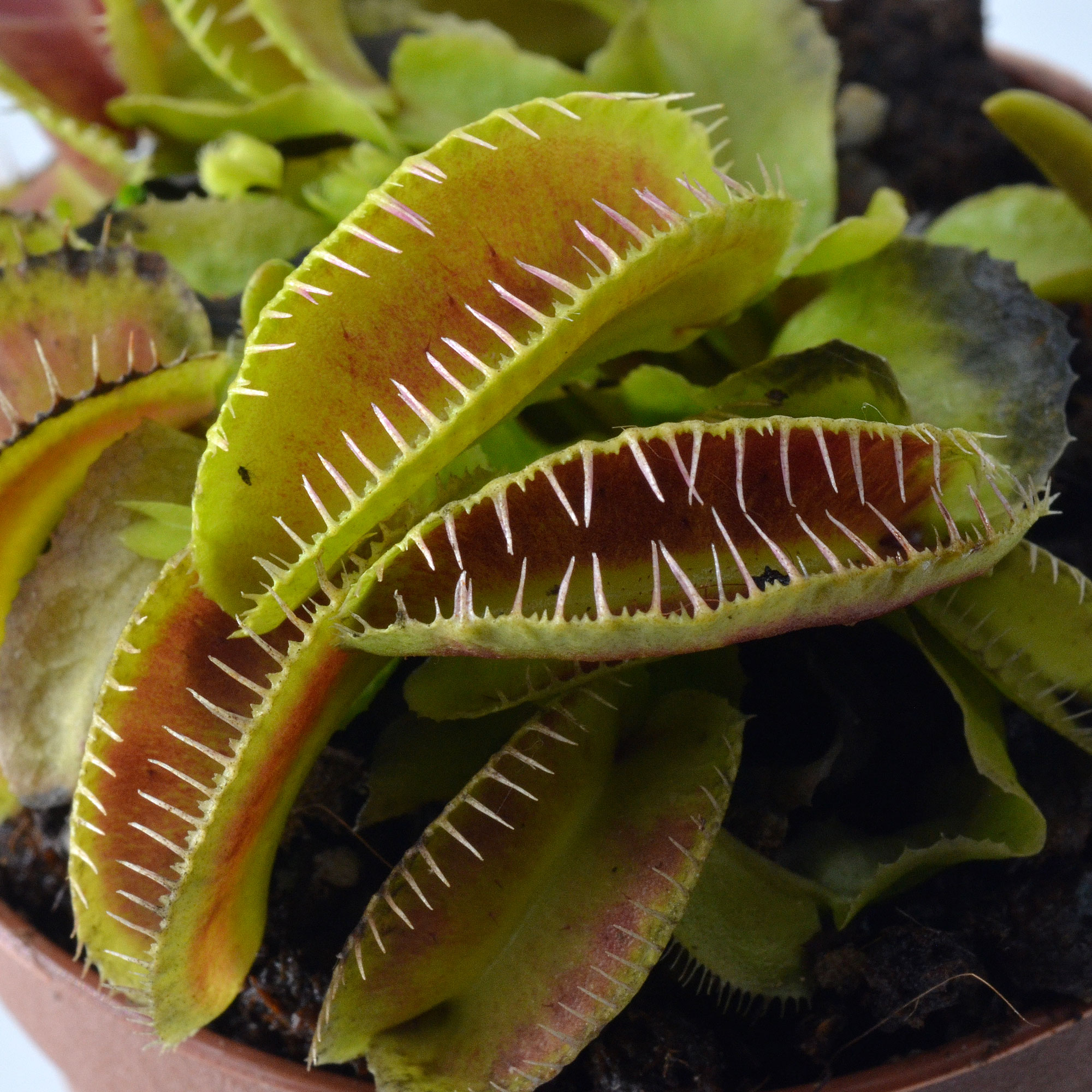 Dionaea muscipula "Moquette" (Alien Form)