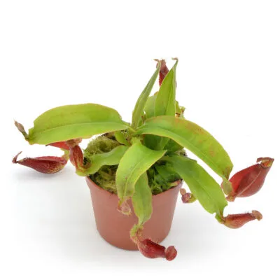 Mw x Amb 8 GRANDE Nepenthes mirabilis winged tendril x ampullaria 'Black Miracle' #8