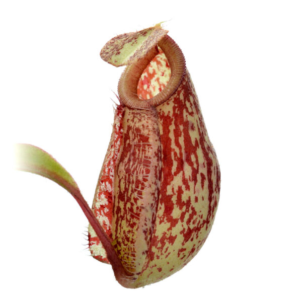 Nepenthes Viking x Ampullaria x Ampullaria Black Miracle #4