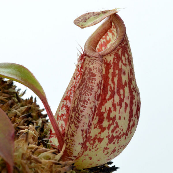 Nepenthes Viking x Ampullaria x Ampullaria Black Miracle #4