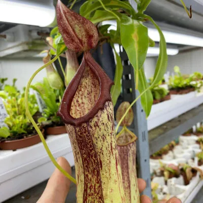 Nepenthes insignis Biak