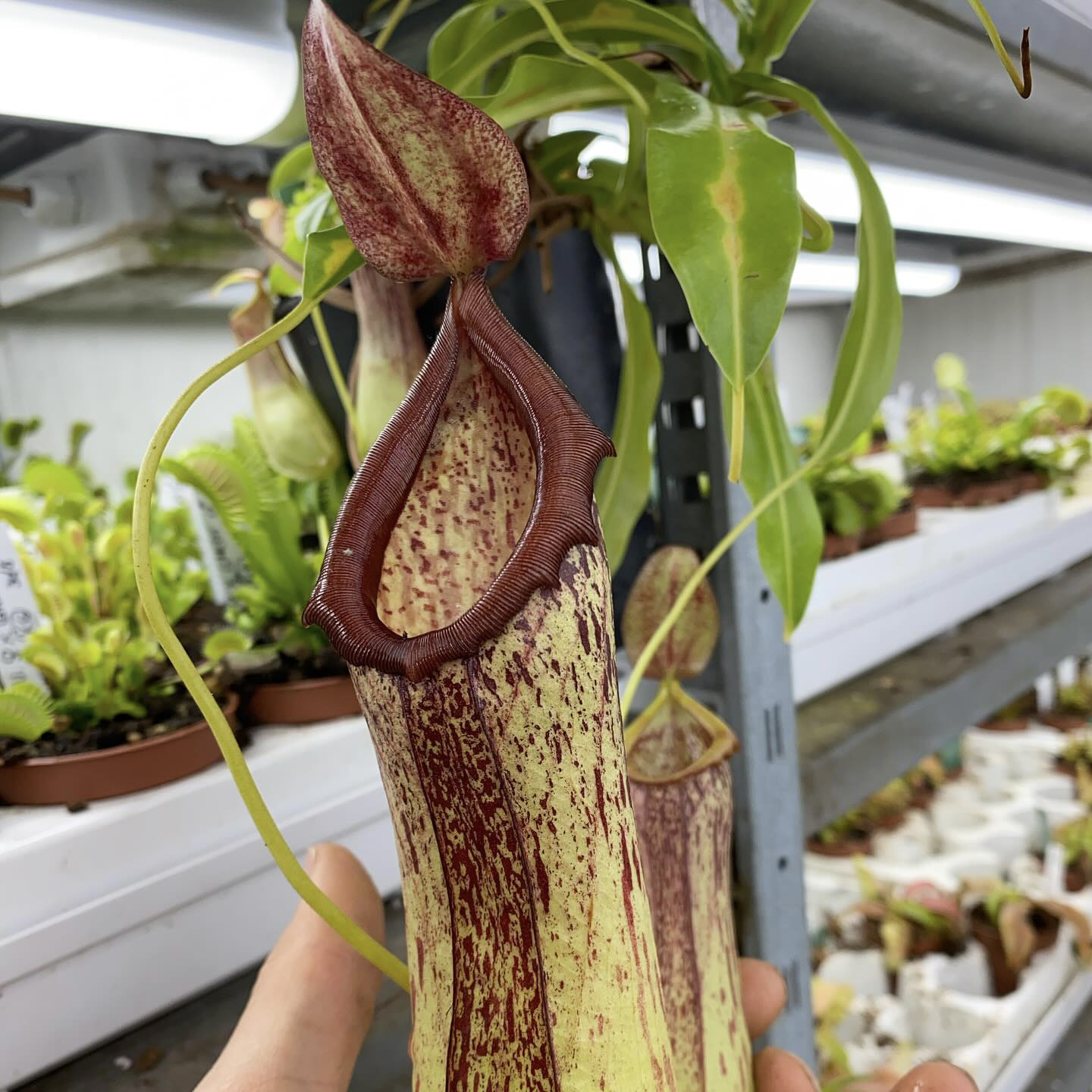 Nepenthes insignis Biak