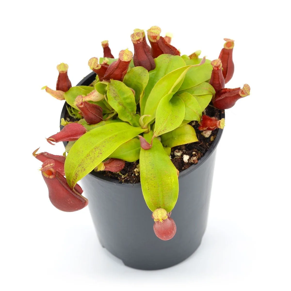 Nepenthes x "Clumpy Red"