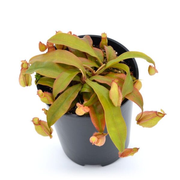 Big pot: Nepenthes x "Pink Lipstick"