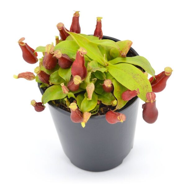 Big pot: Nepenthes x "Purple Night"