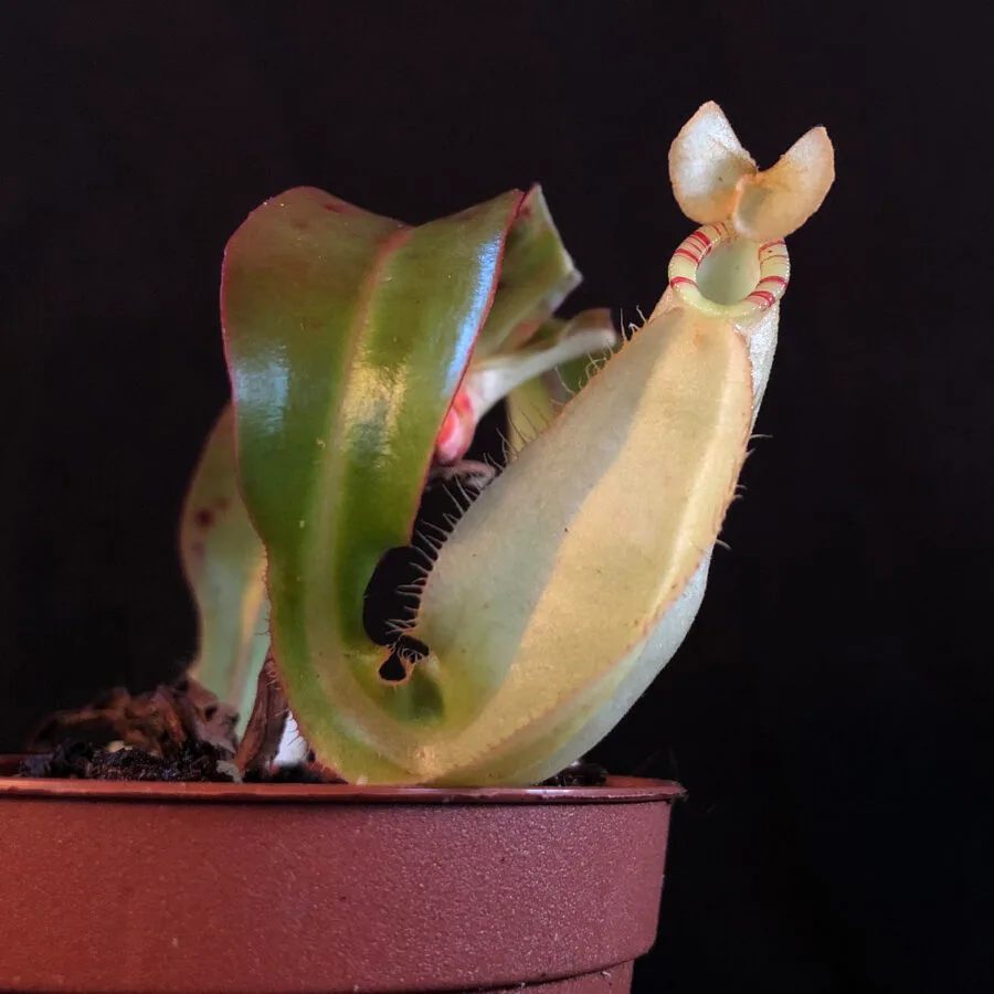 Nepenthes Royal Helmet, yellow form.