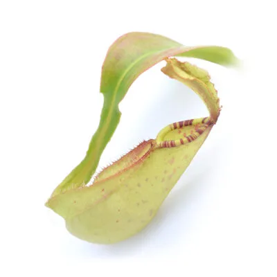 Nepenthes Royal Helmet, yellow form DSC_0321