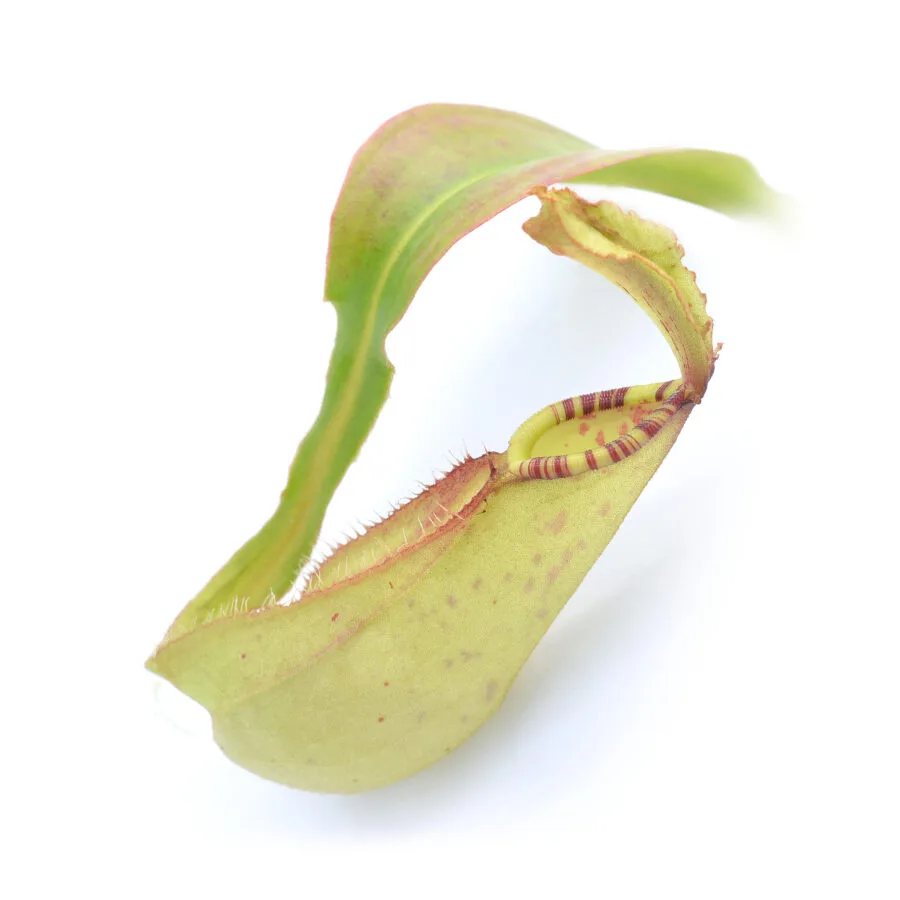 Nepenthes Royal Helmet, yellow form DSC_0321