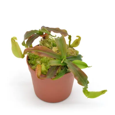 Nepenthes Royal Helmet, yellow form.