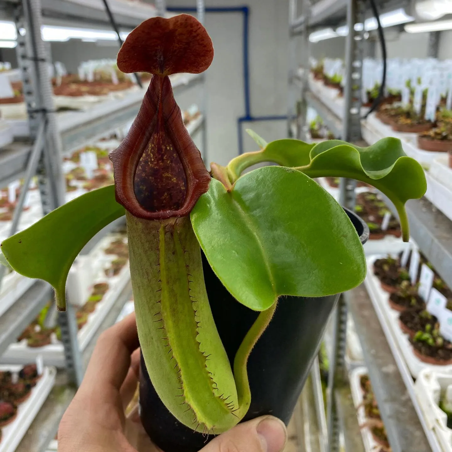 Nepenthes Truncata