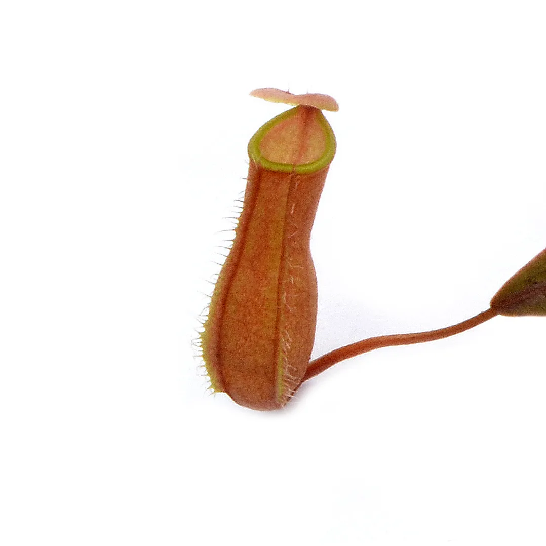 Nepenthes bellii