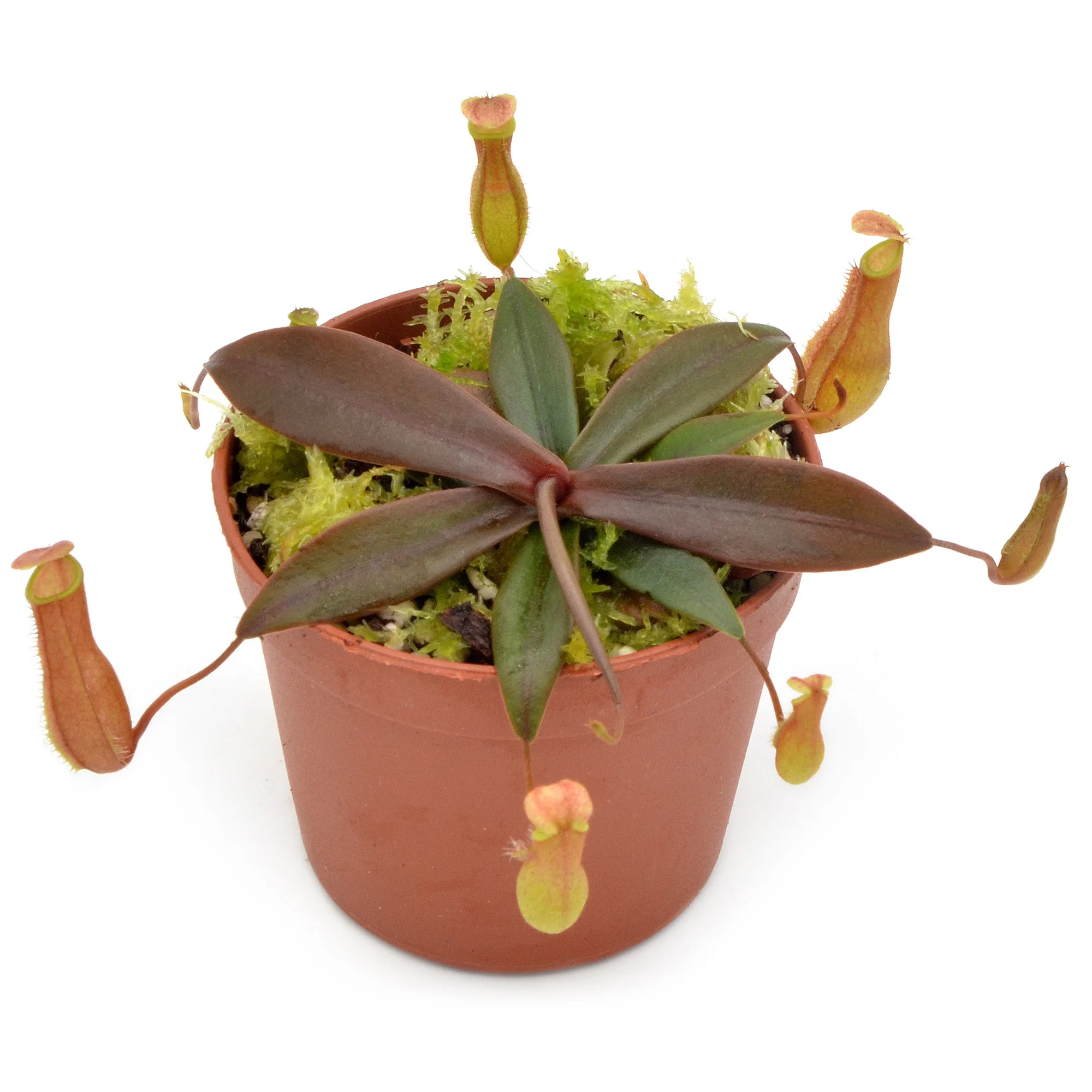 Nepenthes bellii