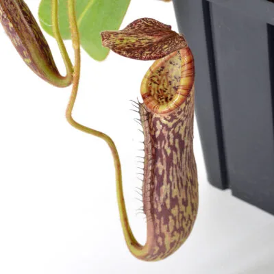 Nepenthes burbidgeae