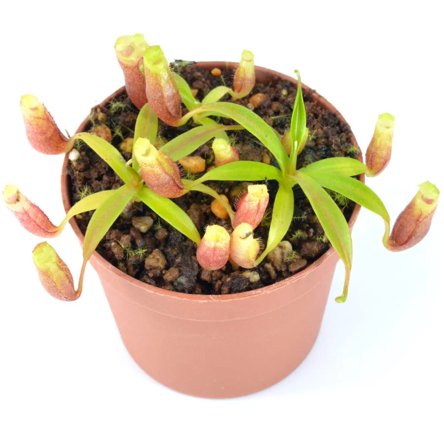 Nepenthes diatas