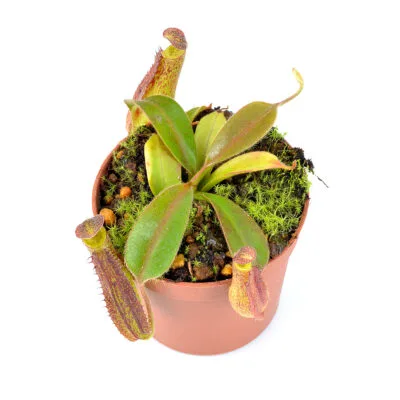 Nepenthes fusca x maxima