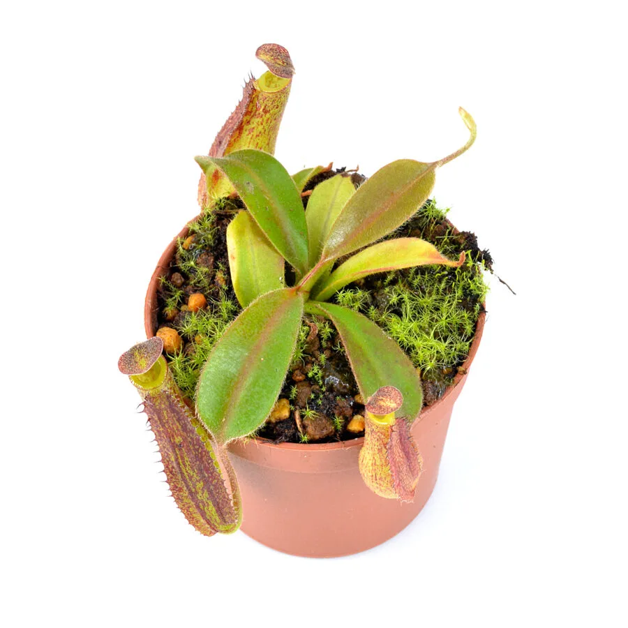 Nepenthes fusca x maxima