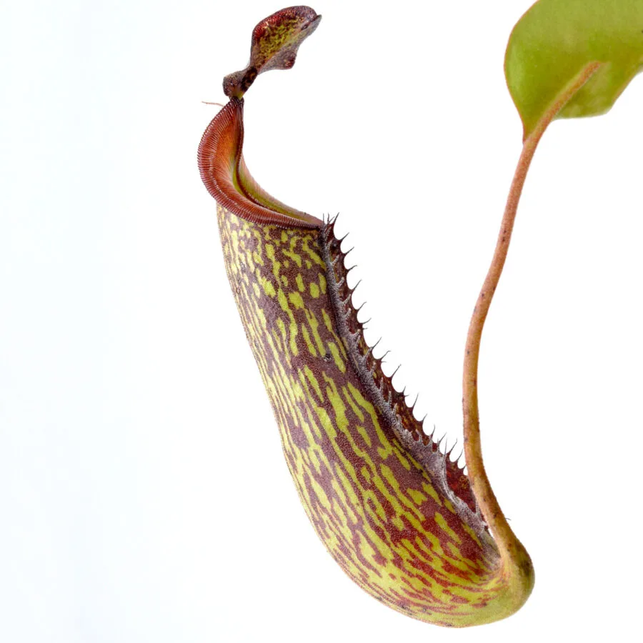 Nepenthes fusca x maxima