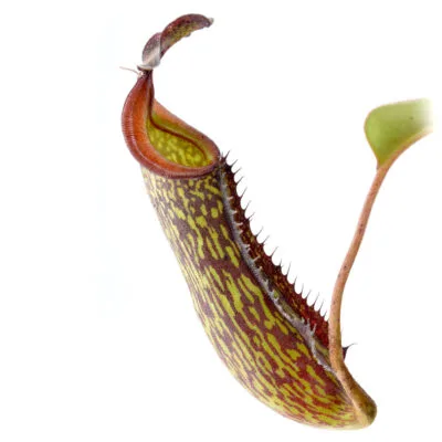 Nepenthes fusca x maxima