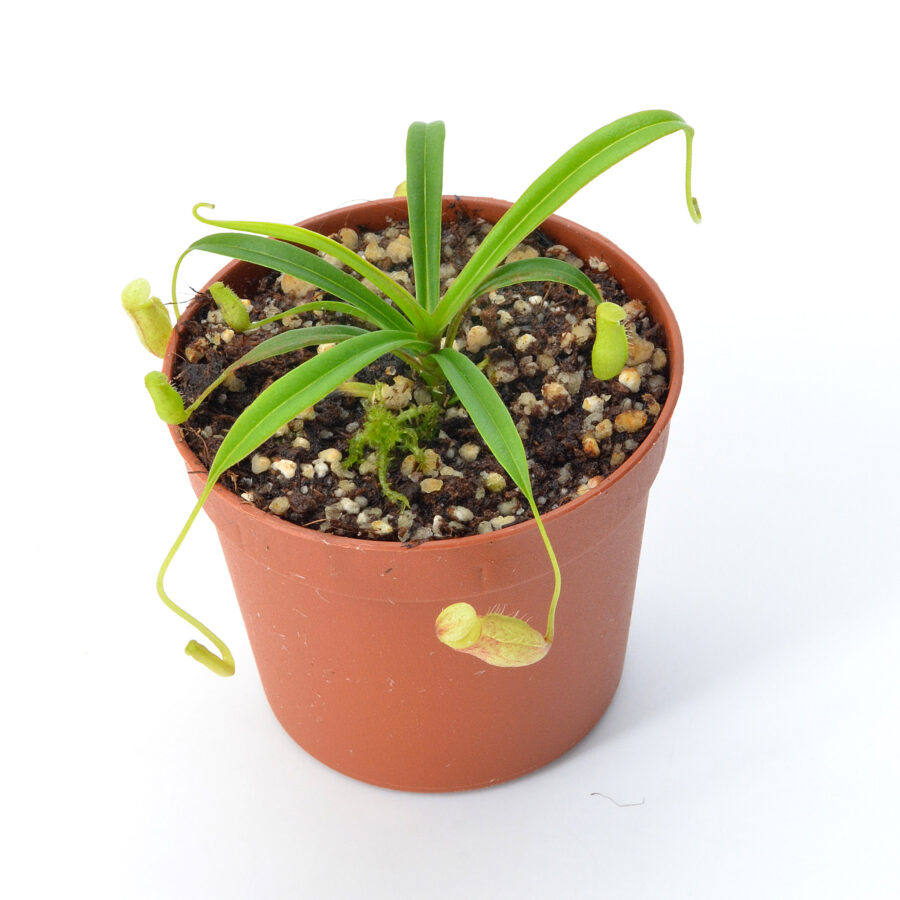 Nepenthes glabrat