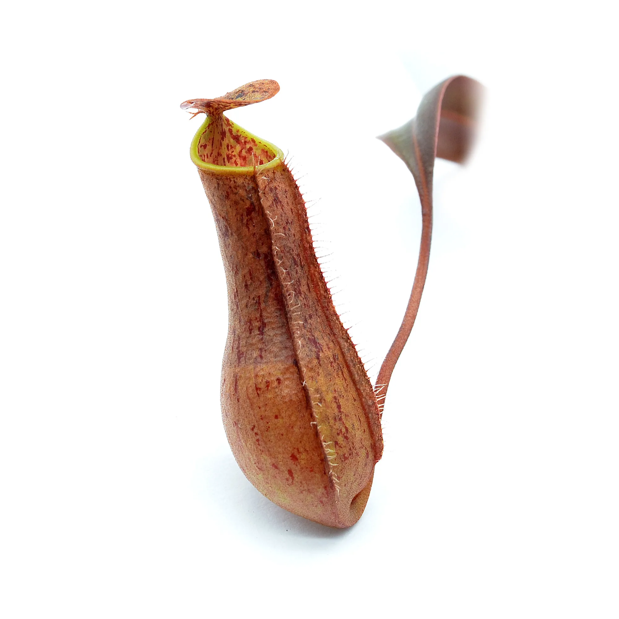 Nepenthes gracilis - immagine 5