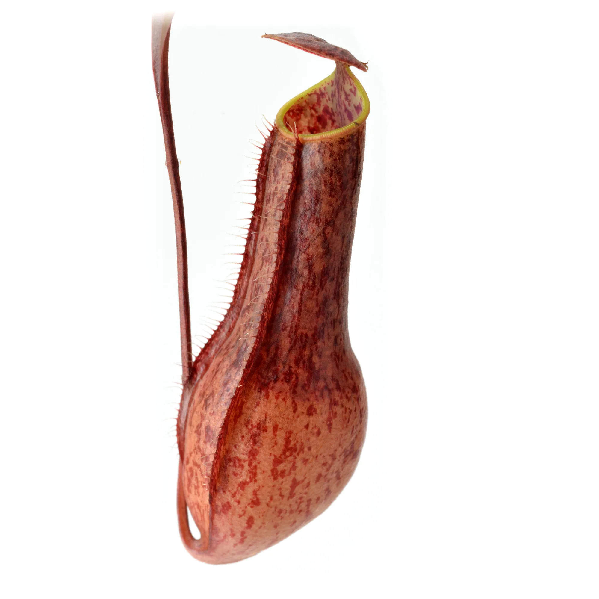 intermediate - lowland