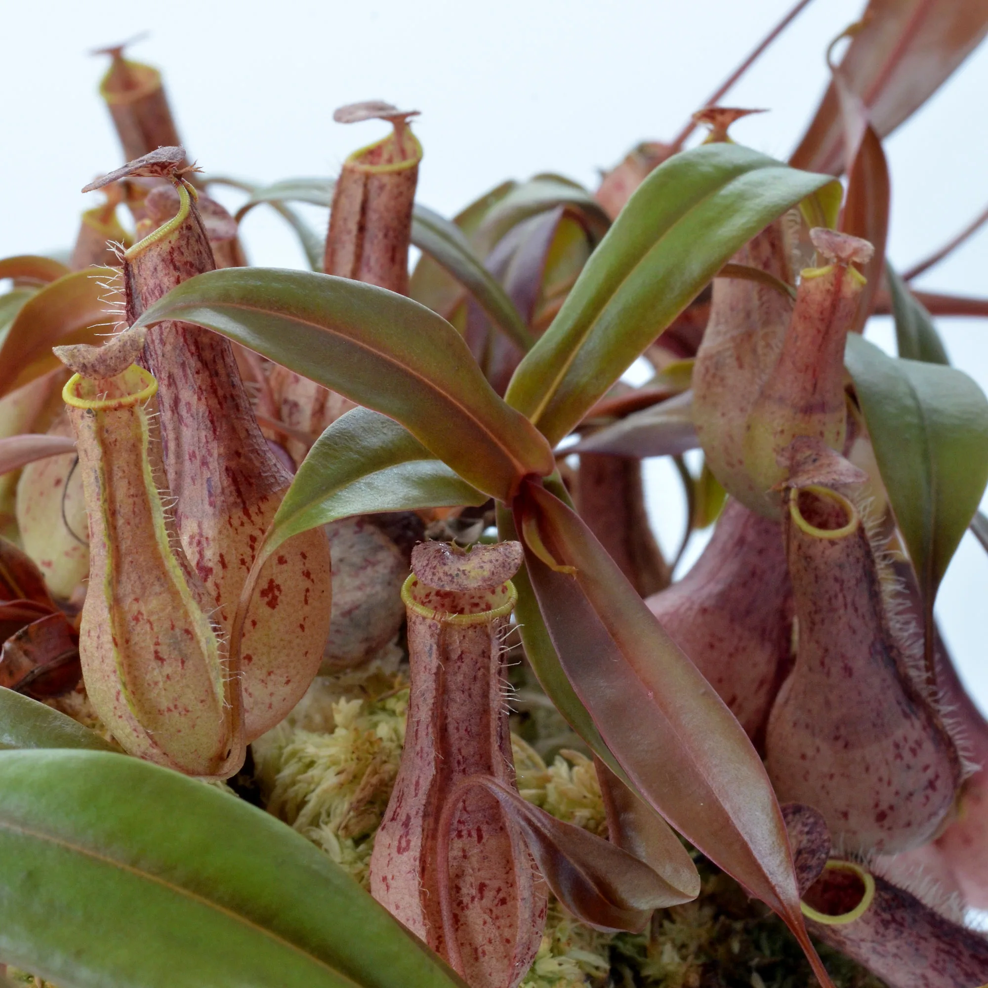 Nepenthes gracilis