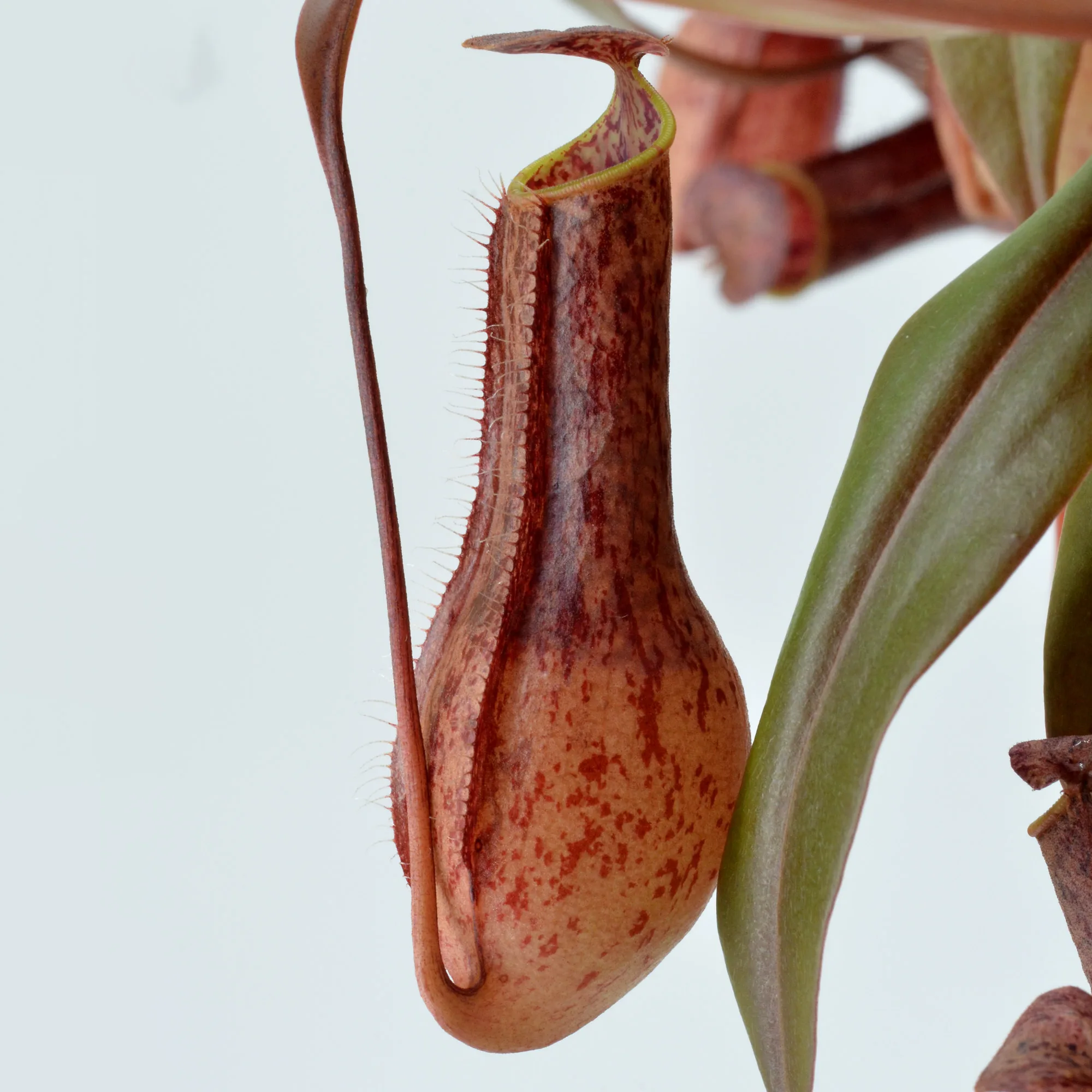Nepenthes gracilis - immagine 4
