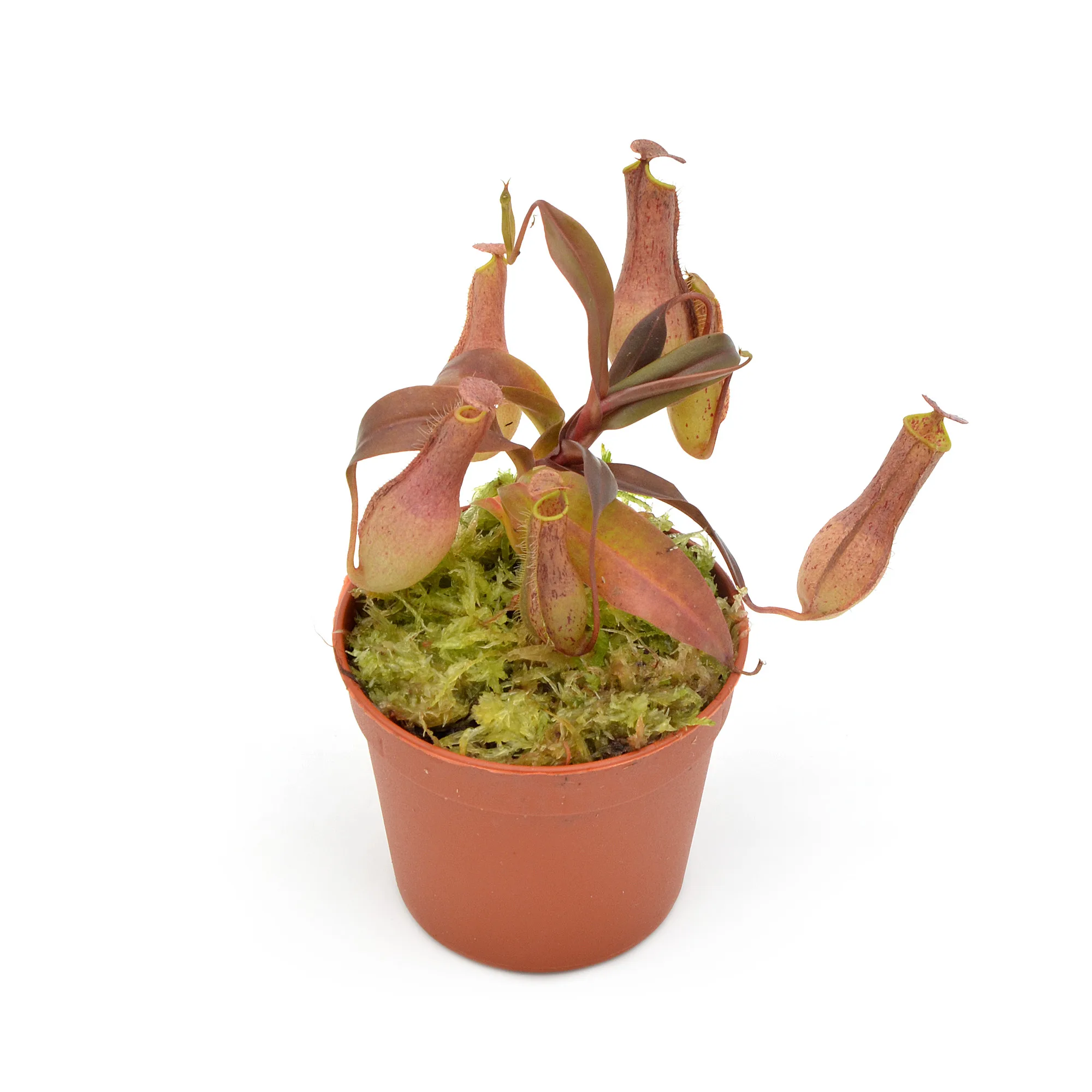 Nepenthes gracilis