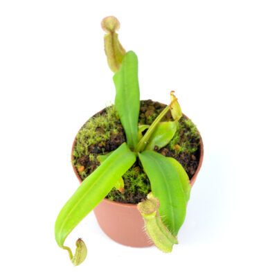 Nepenthes hirsuta x albomarginata Grey