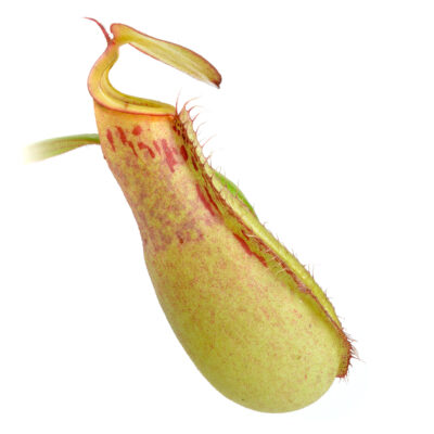 Nepenthes hirsuta x albomarginata Grey