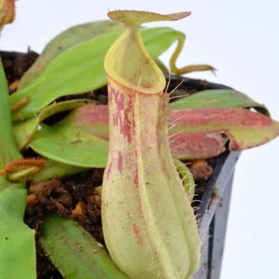 Nepenthes hirsuta x albomarginata "Grey" K2
