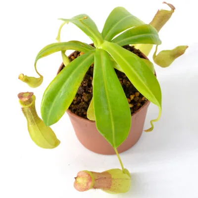 Nepenthes insignis