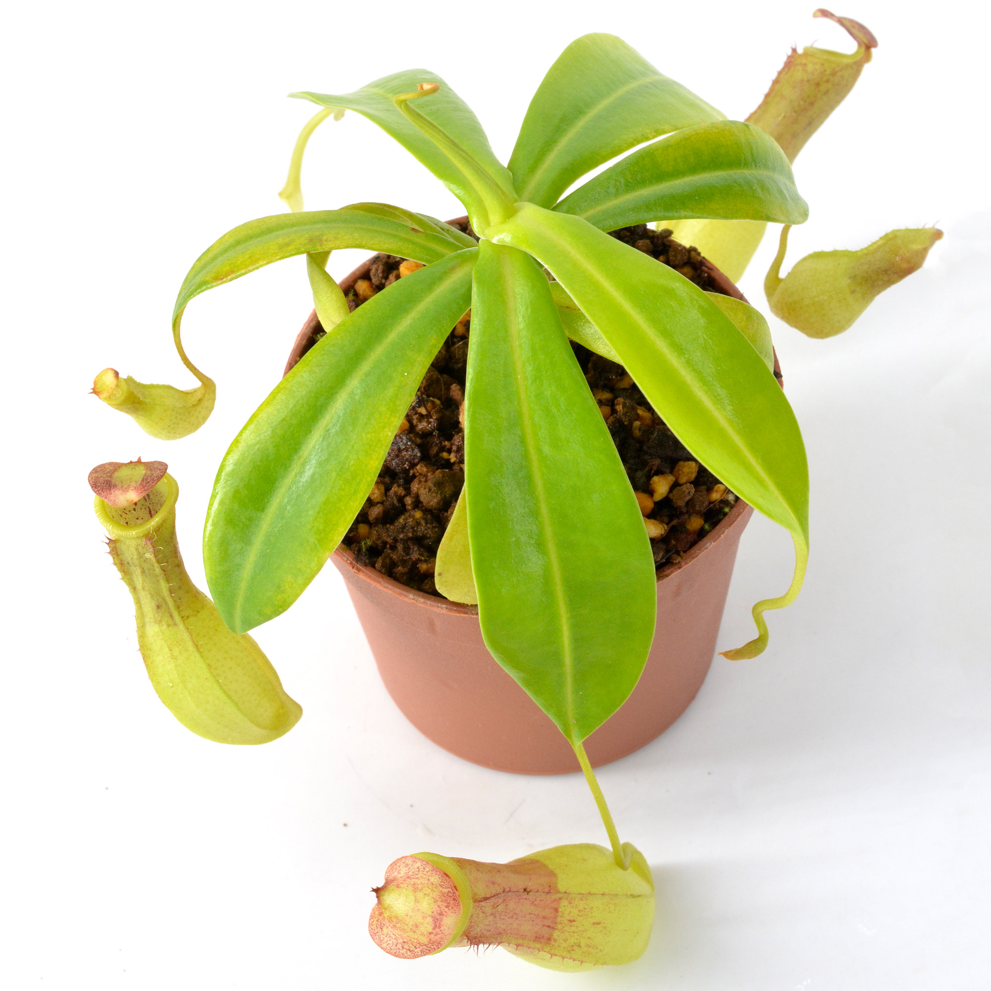 Nepenthes insignis