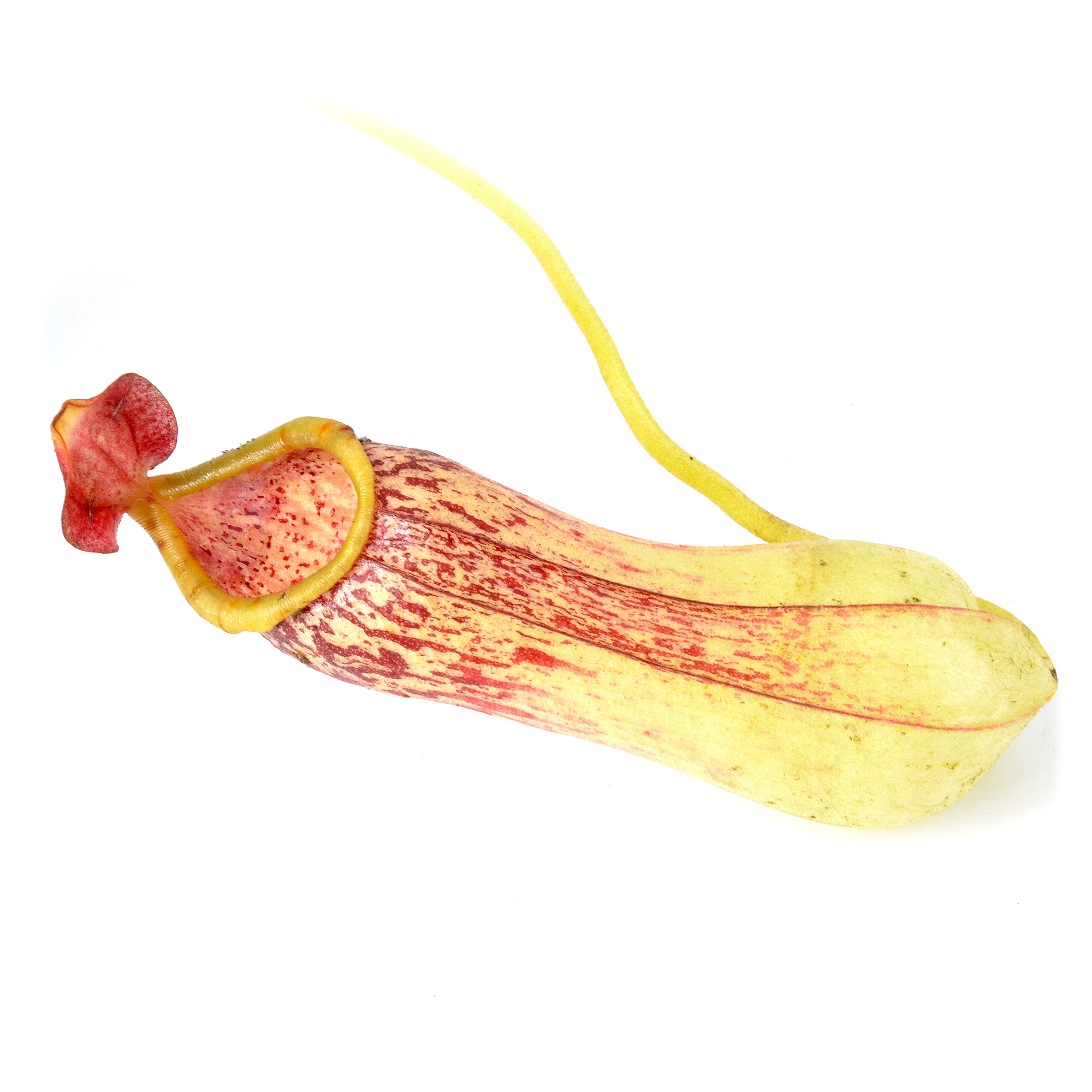 Nepenthes insignis Biak - Image 3