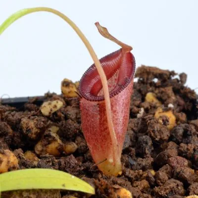 Nepenthes jamban DSC_0155