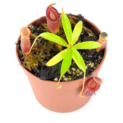 Nepenthes jamban hybrid