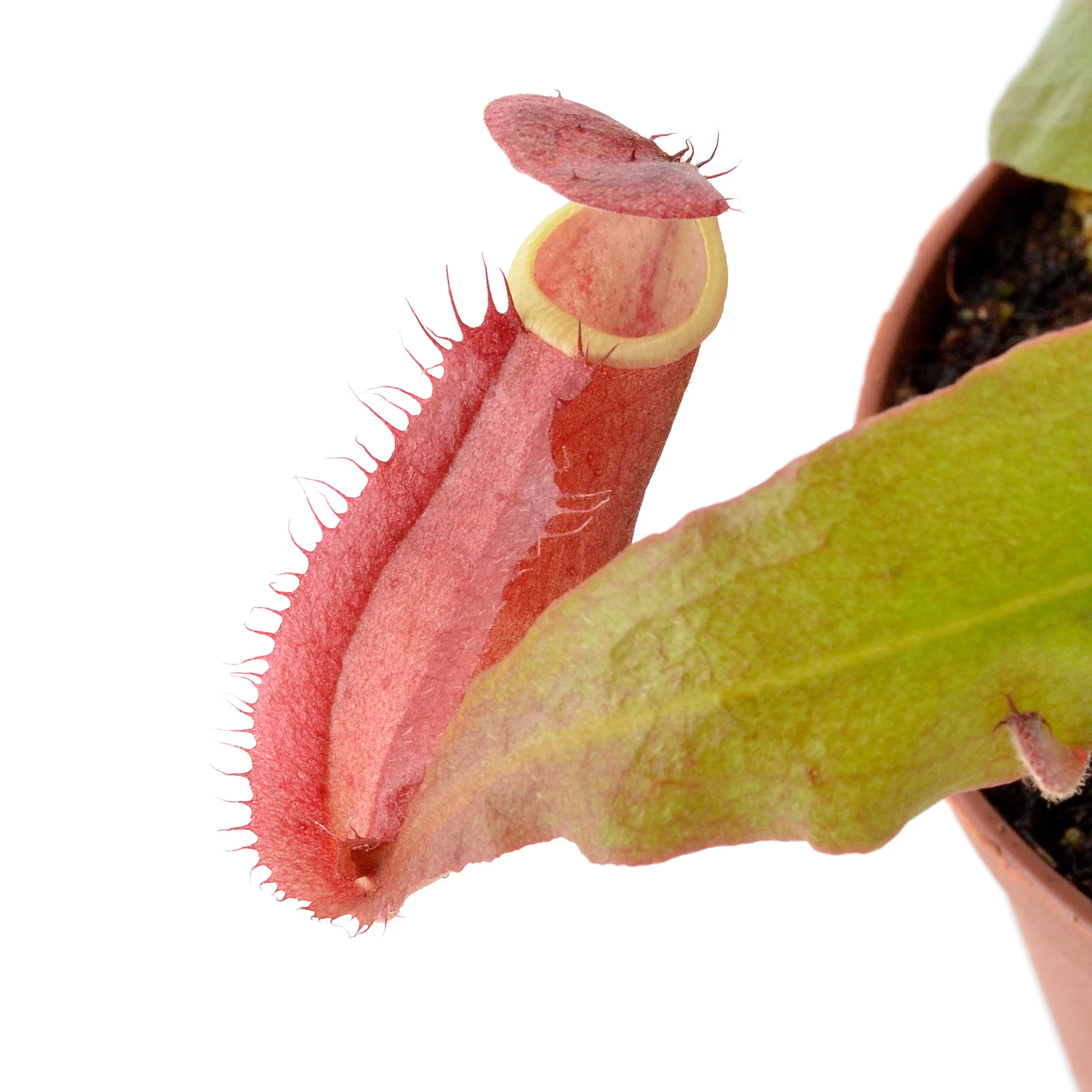 Nepenthes kampotiana x thorelii