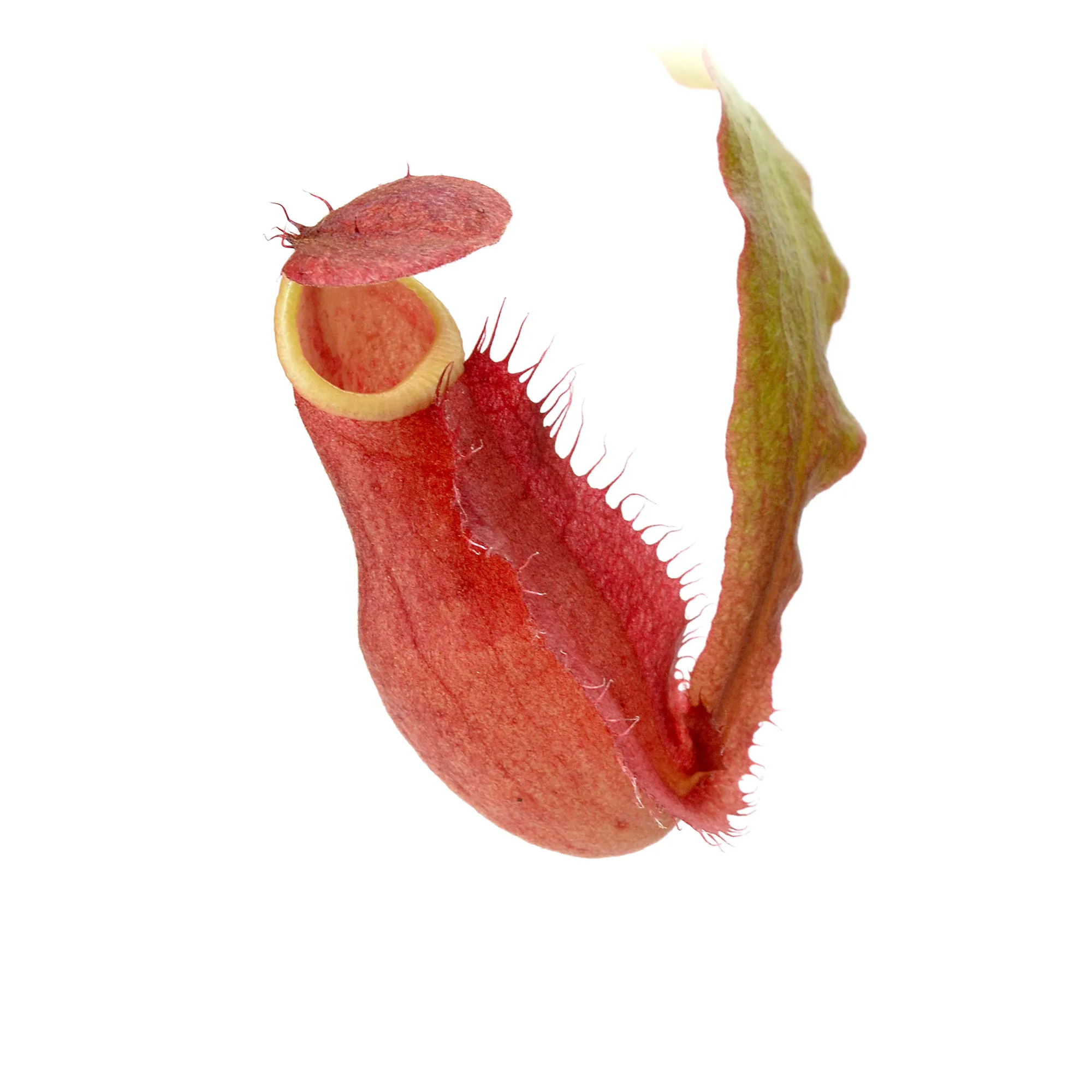 Nepenthes kampotiana x thorelii